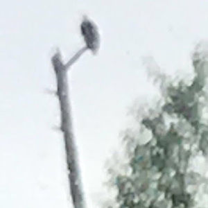 Meet your Posher, Niko